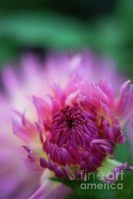Pink Dahlia Burst of Light by Mike Reid Pink Dahlia Burst of Light by Mike Reid